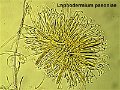 Lophodermium paeoniae-amf2072-asques et paraphyses